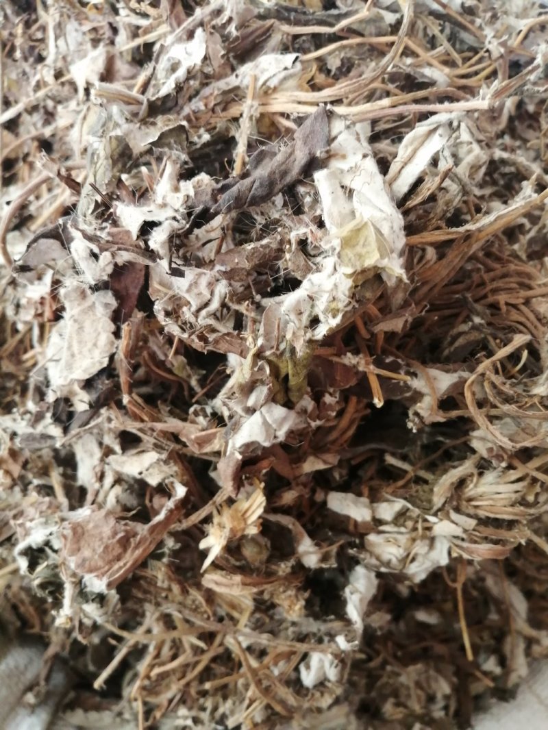毛大丁草、白眉草、兔耳风、一枝香，黑白眉草，长期供应