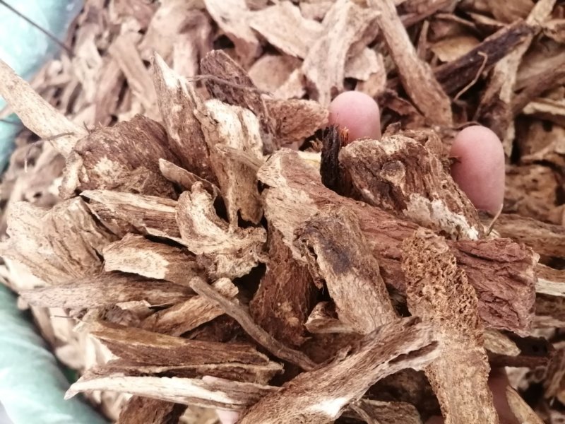 云木香，云木香切片，气味香浓，颜色漂亮干度好，现货供应