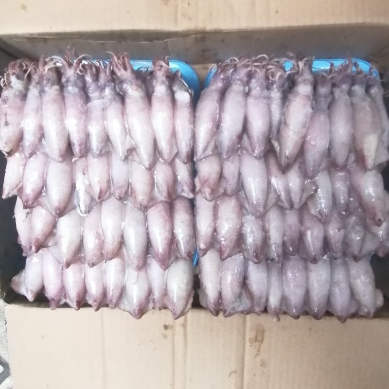 新鲜海兔子熟冻笔管鱿鱼膏鱿籽烧烤爆炒水产