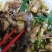 新鲜海兔子熟冻笔管鱿鱼膏鱿籽烧烤爆炒水产