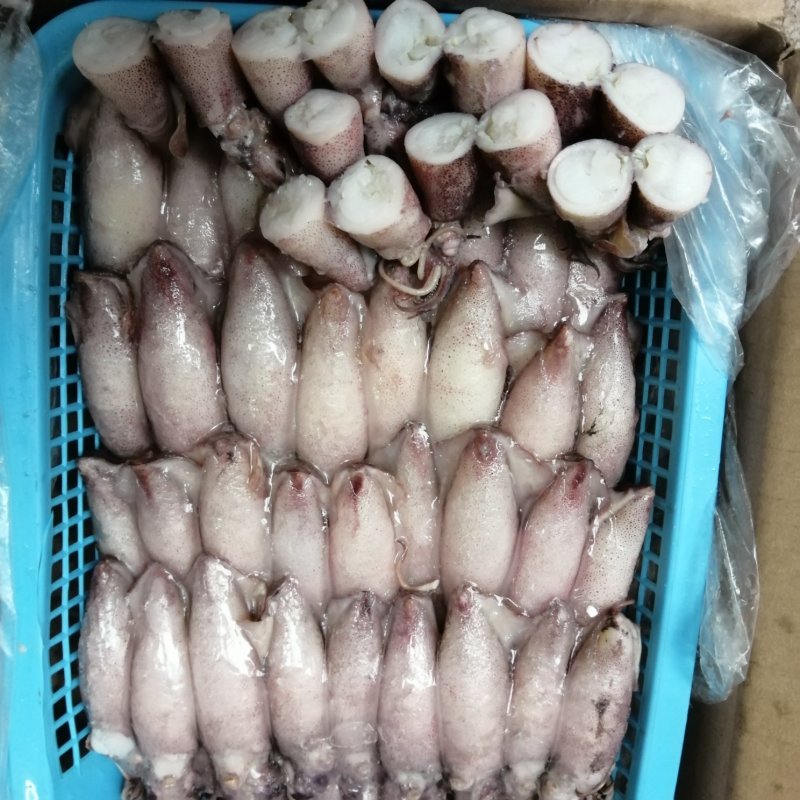新鲜海兔子熟冻笔管鱿鱼膏鱿籽烧烤爆炒水产