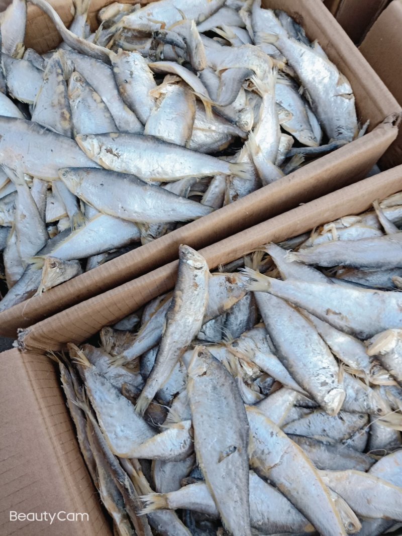 马口鱼，一款深海微咸鱼煎着吃炖着吃味道超级棒！有大量现货