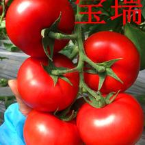 宝瑞以色列进口高端优质大红西红柿种子