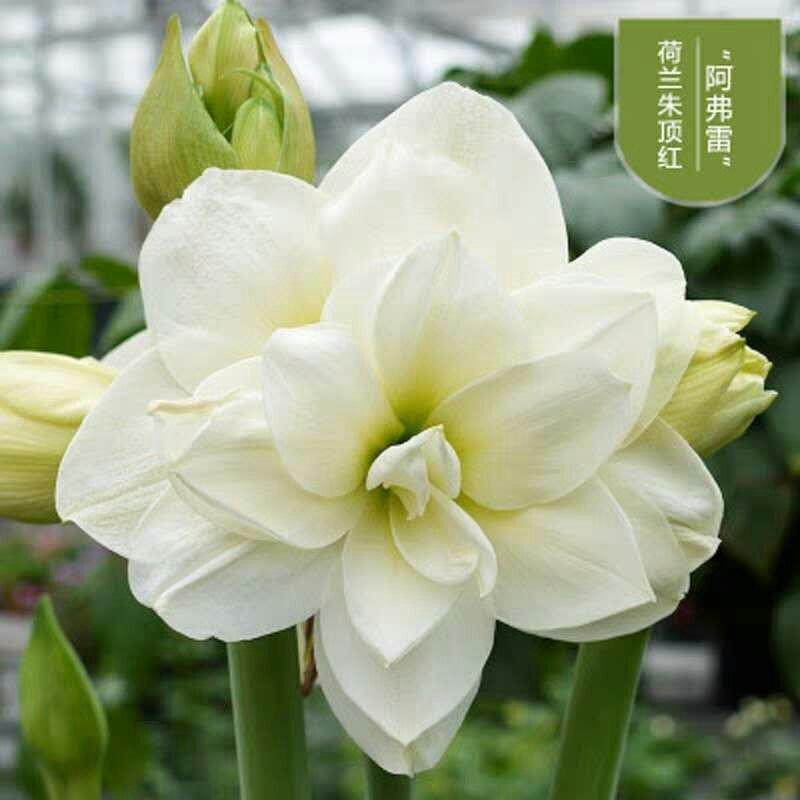 朱顶红种球进口朱顶红种球混色荷兰球根花卉南美朱顶红