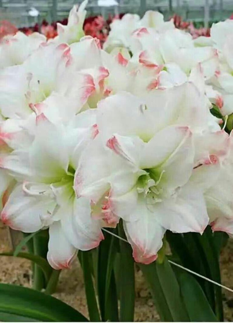 朱顶红种球进口朱顶红种球混色荷兰球根花卉南美朱顶红