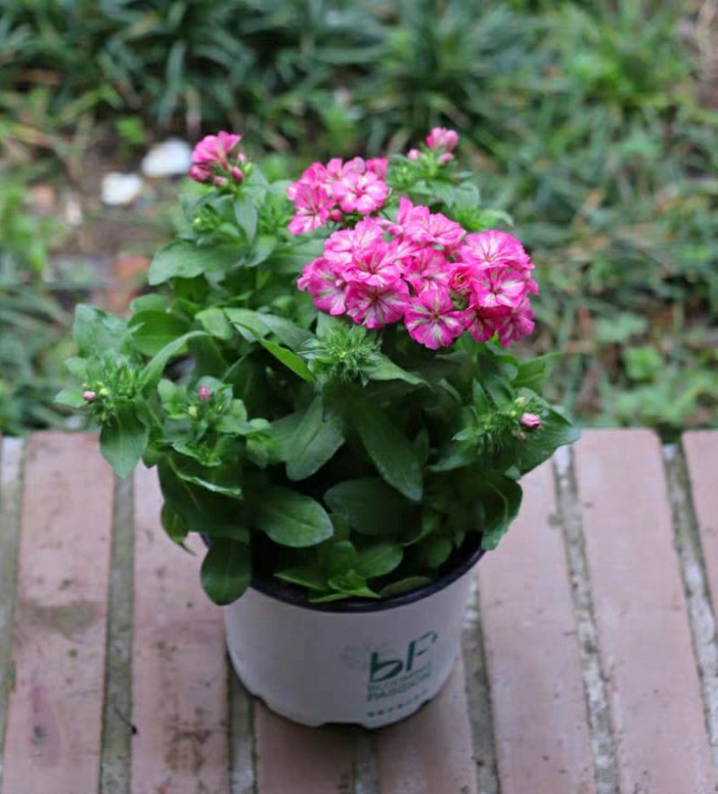 草本花卉小花康乃馨福禄考“双色”12CM盆栽苗数量有限