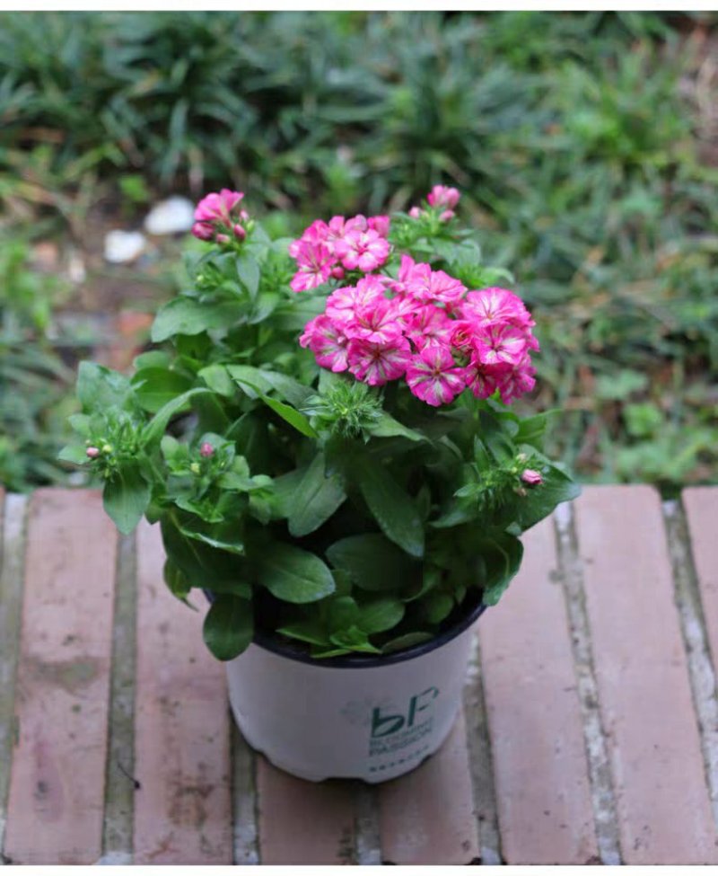 草本花卉小花康乃馨福禄考“双色”12CM盆栽苗数量有限