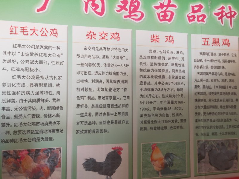 狮头鹅苗价格_鹅苗价格_鹅苗孵化场_包成活率_包回收送货
