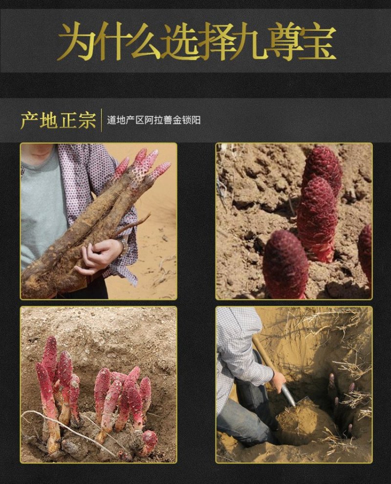 【内蒙金锁阳】锁阳切片