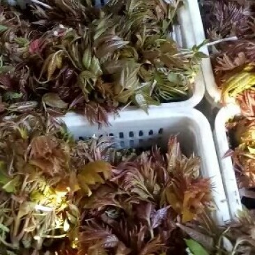 香椿芽二茬上市了，