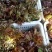 香椿芽二茬上市了，