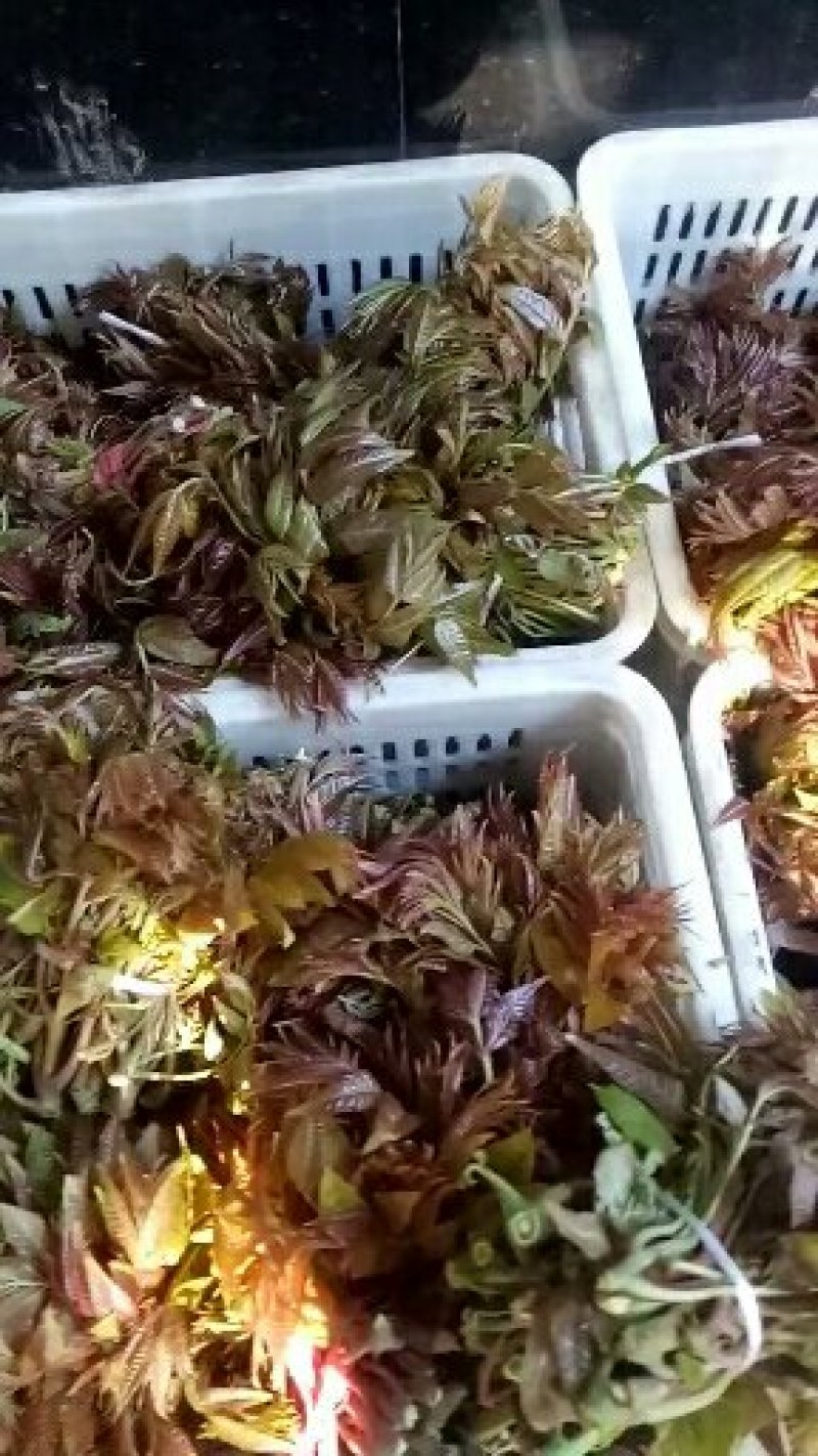香椿芽二茬上市了，