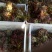 香椿芽二茬上市了，