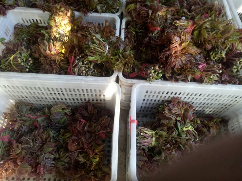 香椿芽二茬上市了，