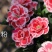 草本花卉小花康乃馨福禄考“双色”12CM盆栽苗数量有限