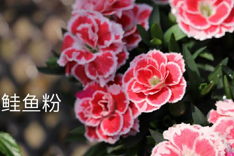 草本花卉小花康乃馨福禄考“双色”12CM盆栽苗数量有限