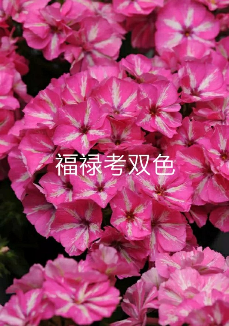 草本花卉小花康乃馨福禄考“双色”12CM盆栽苗数量有限