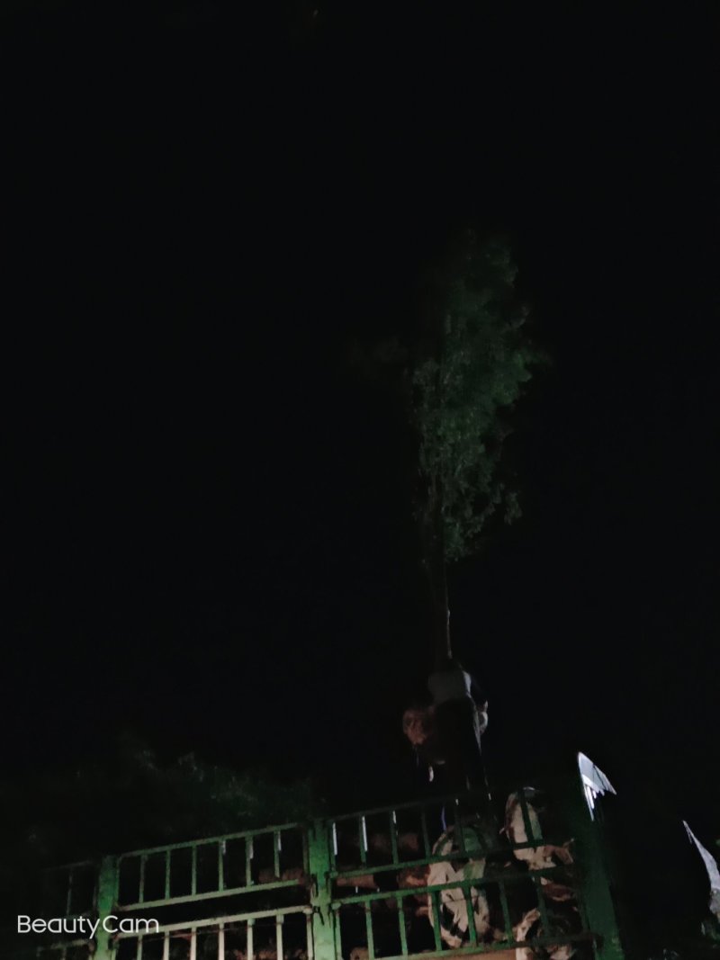 大量供应各种规格的水杉