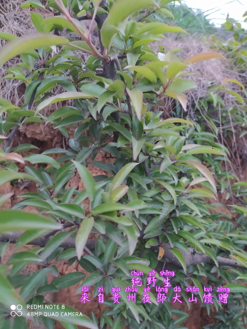 贵州毕节古夜郎大地野生药材糖梨子根刺梨根山梨子根