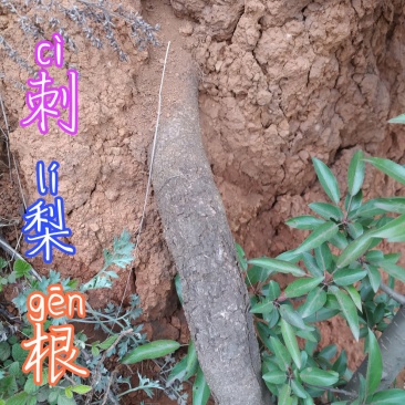 贵州毕节古夜郎大地野生药材糖梨子根刺梨根山梨子根