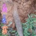 贵州毕节古夜郎大地野生药材糖梨子根刺梨根山梨子根