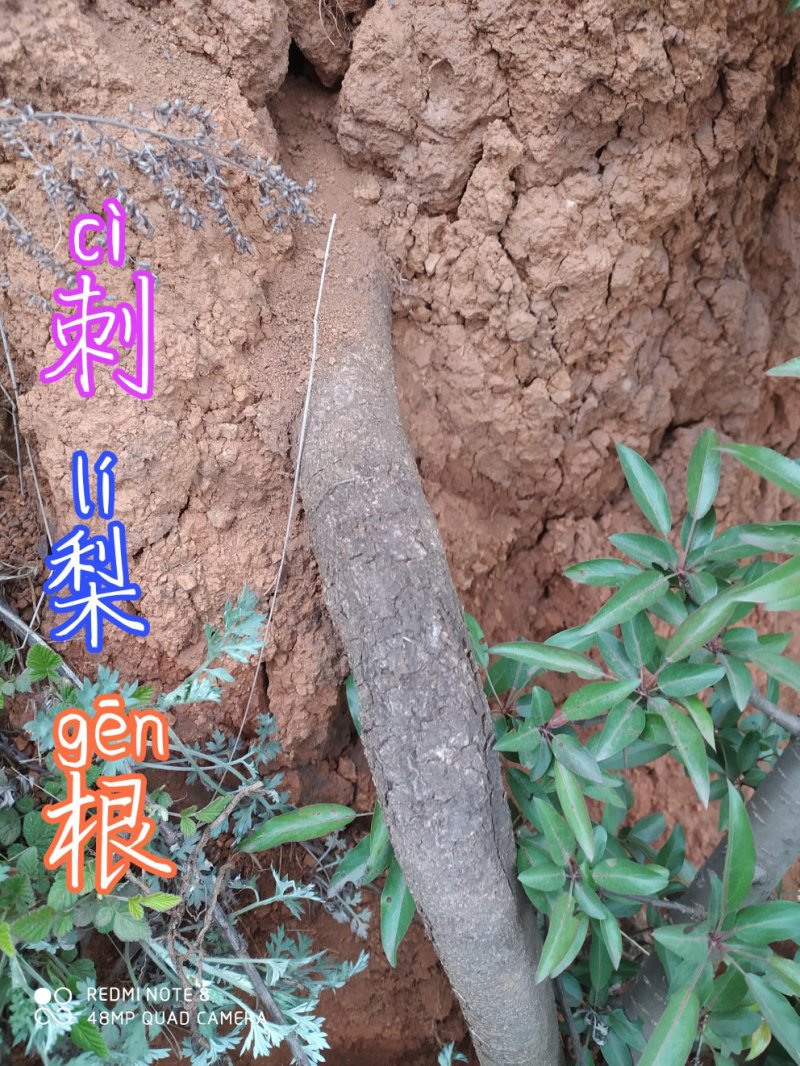 贵州毕节古夜郎大地野生药材糖梨子根刺梨根山梨子根