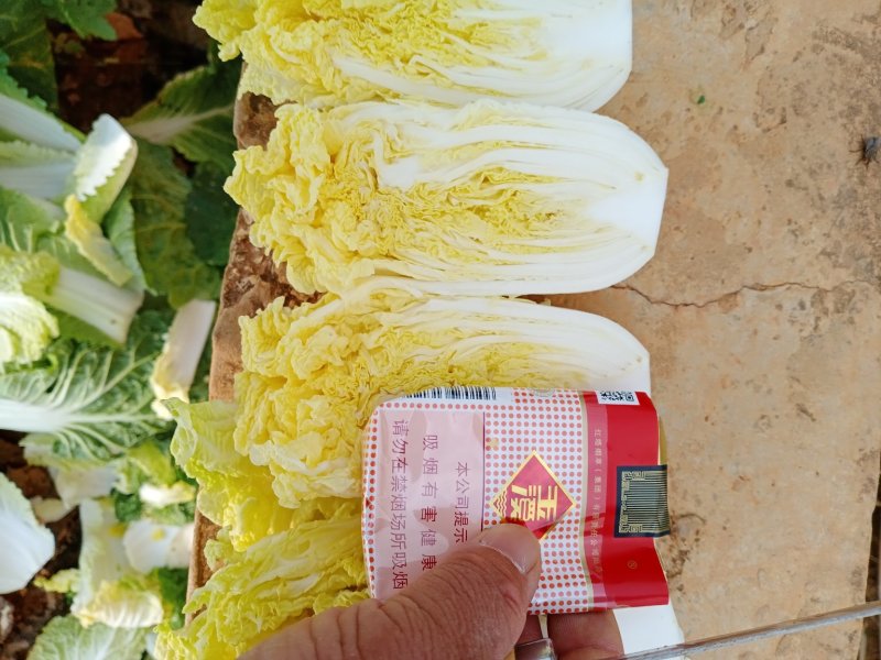 娃娃菜