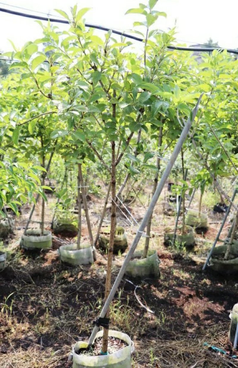 精品五彩锦带树庭院绿化树苗棒棒糖红王子观花灌木苗地栽盆栽