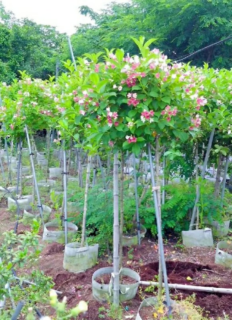 精品五彩锦带树庭院绿化树苗棒棒糖红王子观花灌木苗地栽盆栽