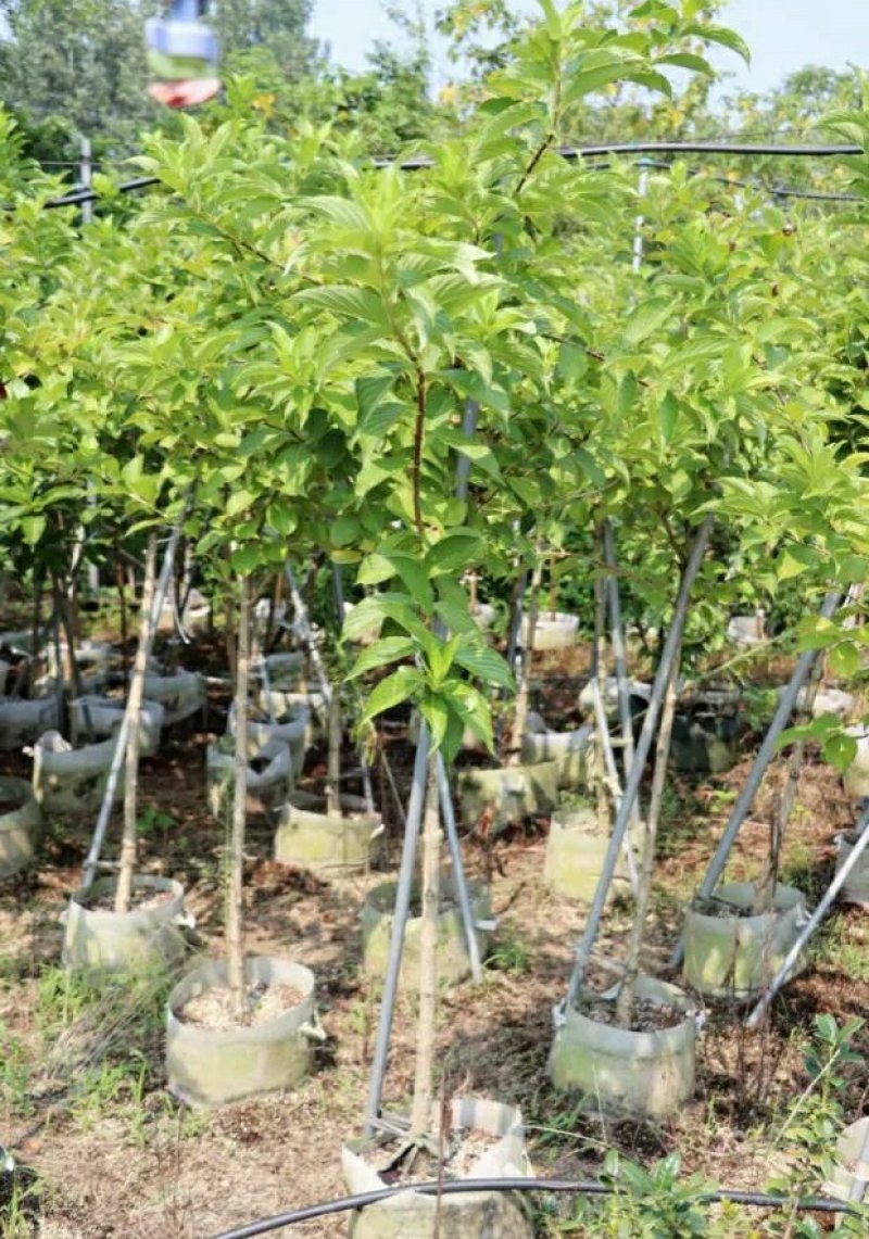 精品五彩锦带树庭院绿化树苗棒棒糖红王子观花灌木苗地栽盆栽