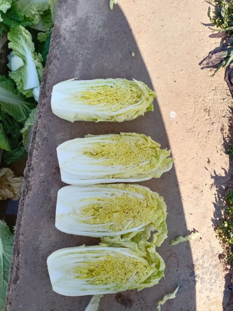 娃娃菜