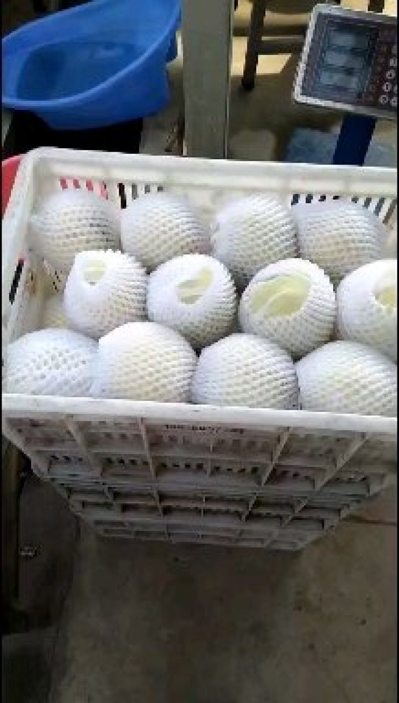新沂水蜜桃上市