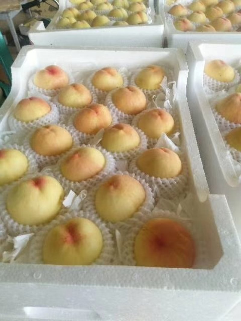 新沂水蜜桃上市