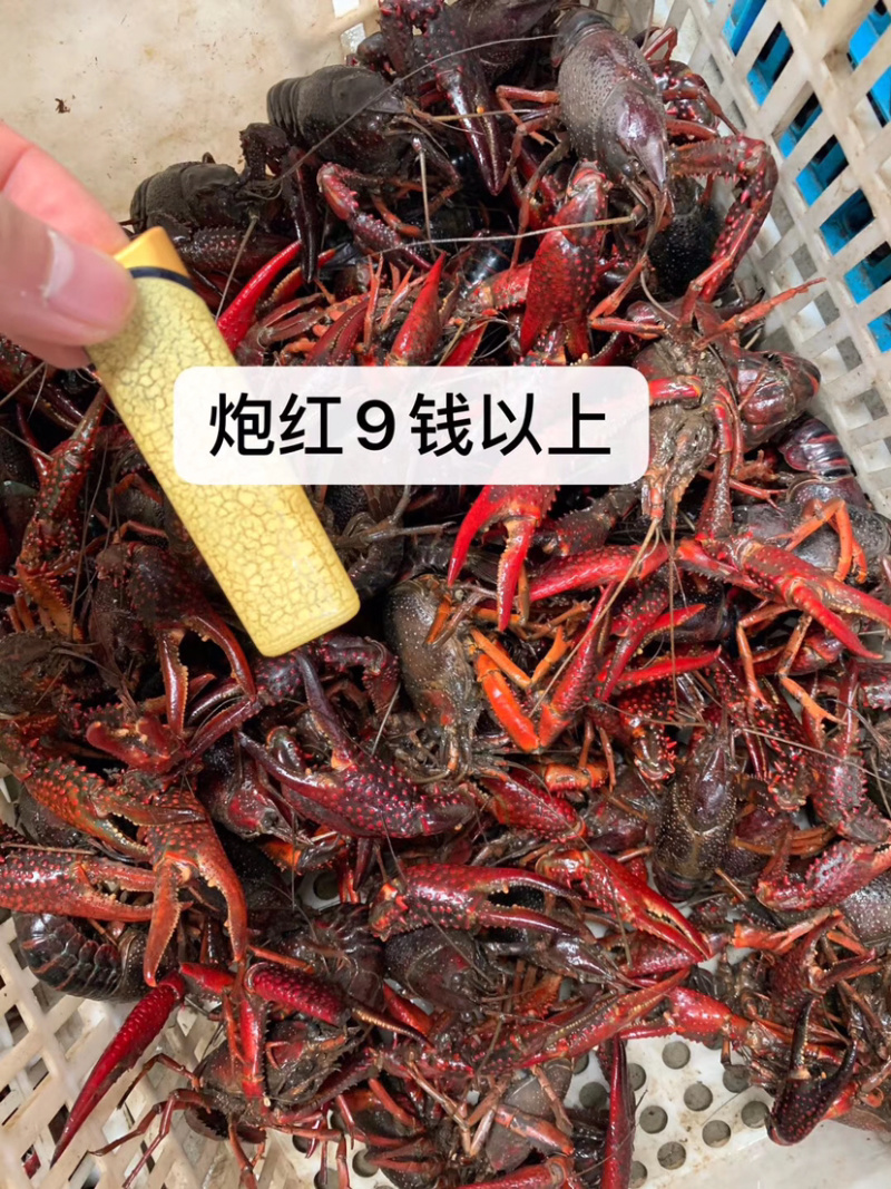 小龙虾