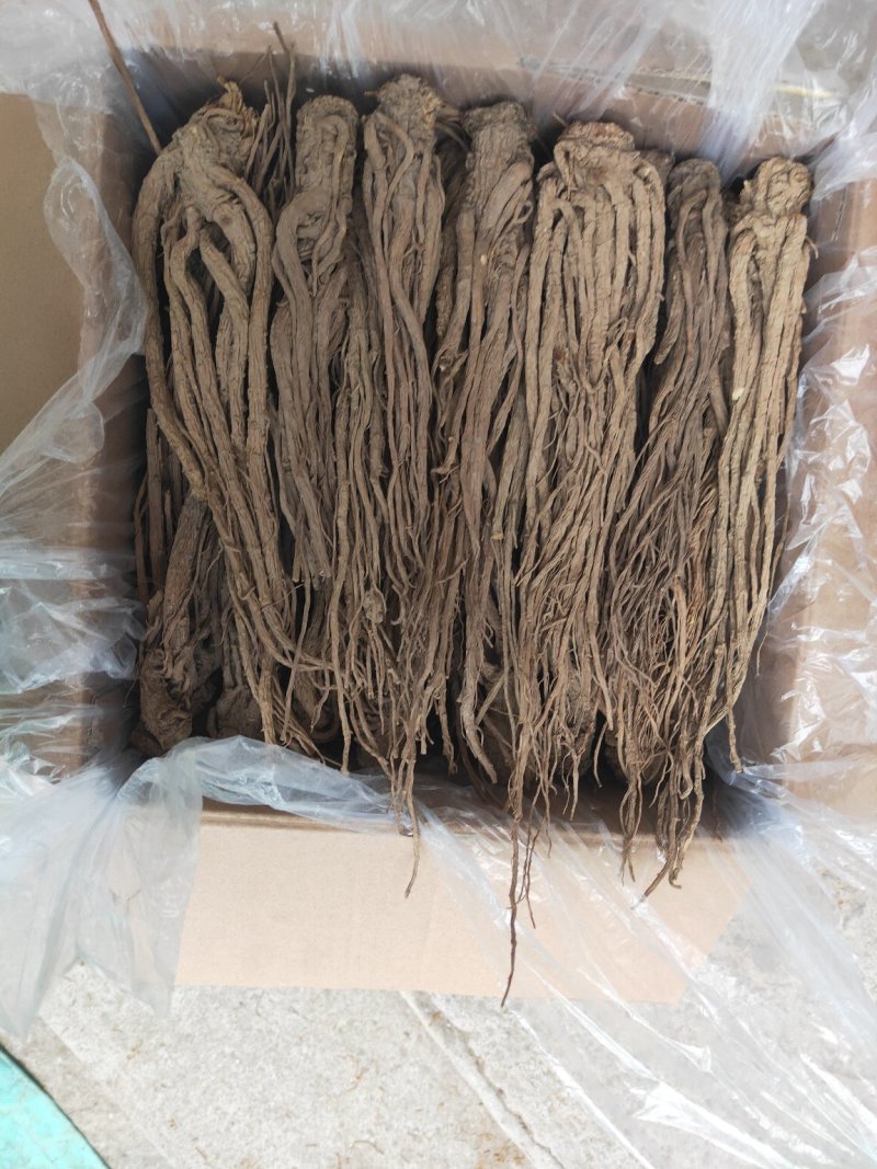 水洗无硫当归个子产地专业加工质量保证下单