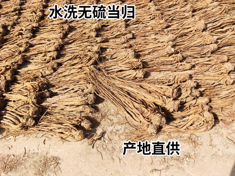水洗无硫当归个子产地专业加工质量保证下单