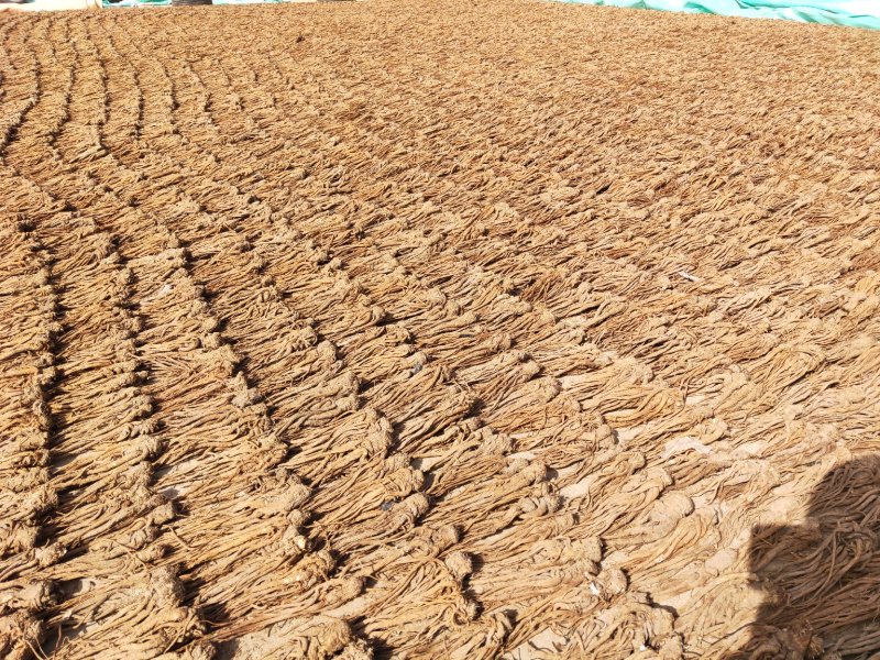 水洗无硫当归个子产地专业加工质量保证下单