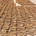 水洗无硫当归个子产地专业加工质量保证下单