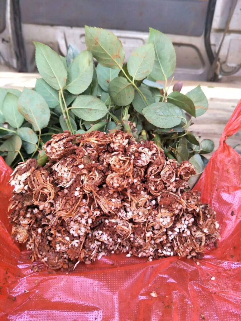 玫瑰苗月季苗
