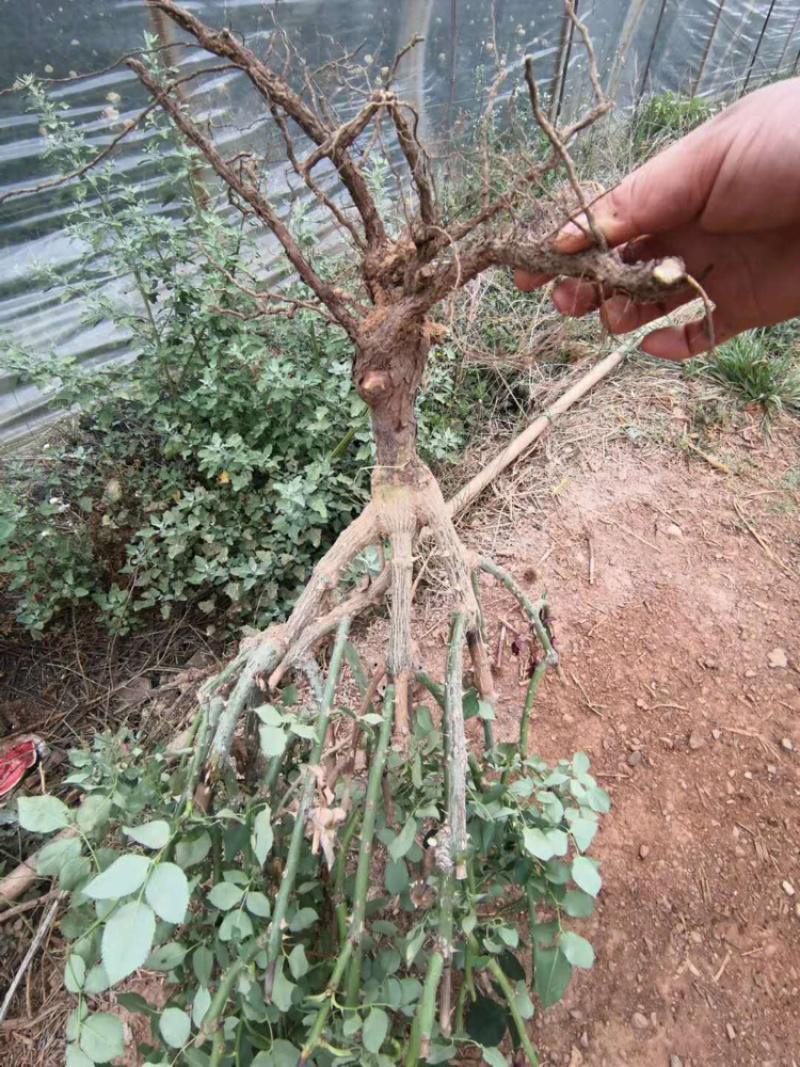 玫瑰苗月季苗