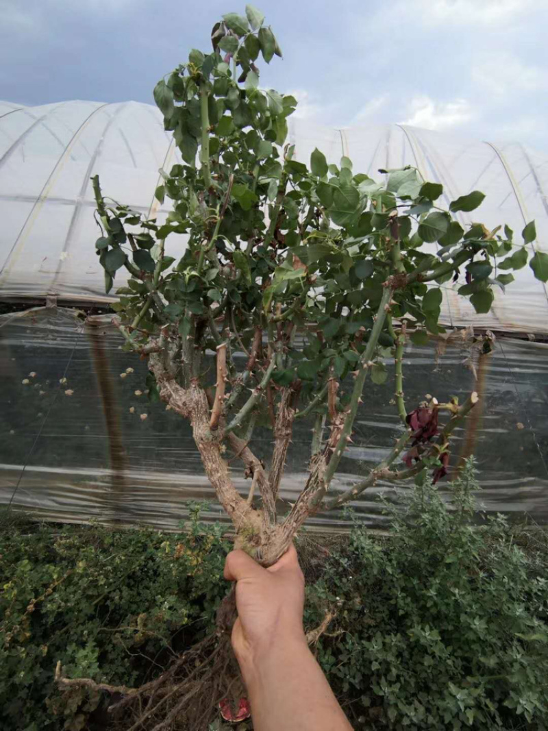 玫瑰苗月季苗