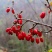 山茱萸新货山茱萸枣皮中草药山茱萸山萸肉无核