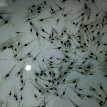 南美白对虾虾苗成活率高淡化一代二代