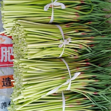 邳州红帽蒜薹