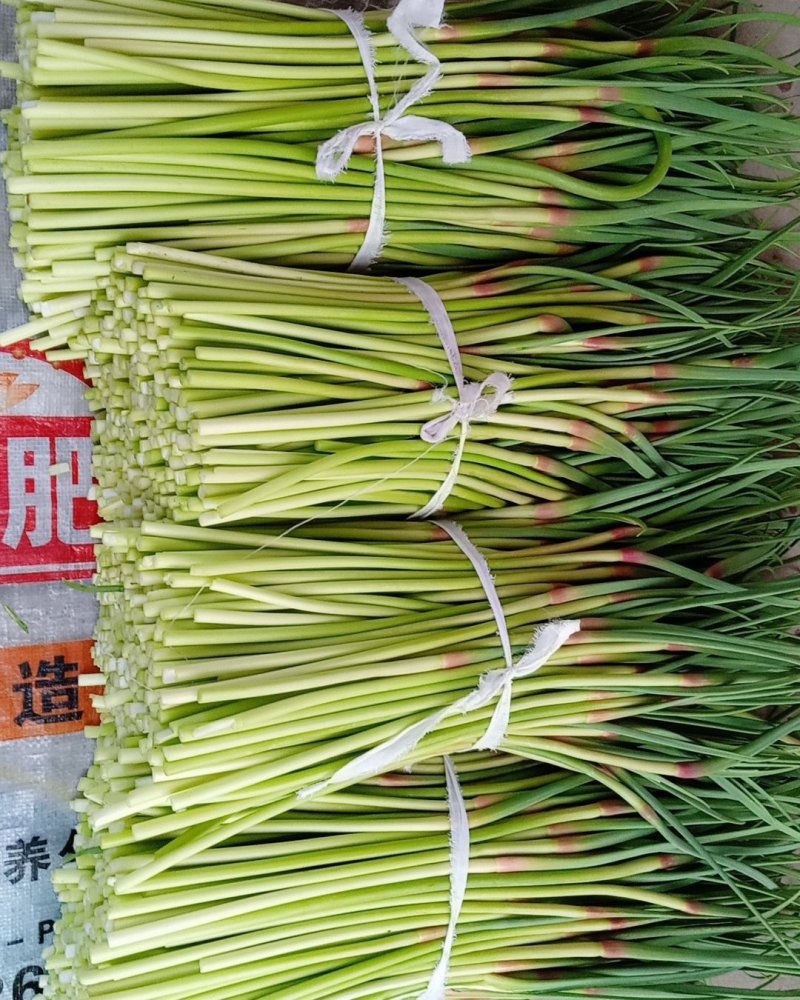 邳州红帽蒜薹