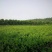 杜仲皮四川杜仲中药材基地直销