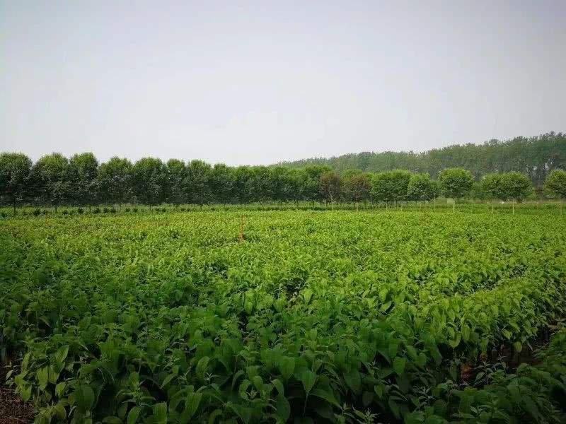 杜仲皮四川杜仲中药材基地直销