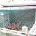 养鸡网养殖菜园围栏网鸭鹅网拦鸡网塑料尼龙山鸡网安全防护网