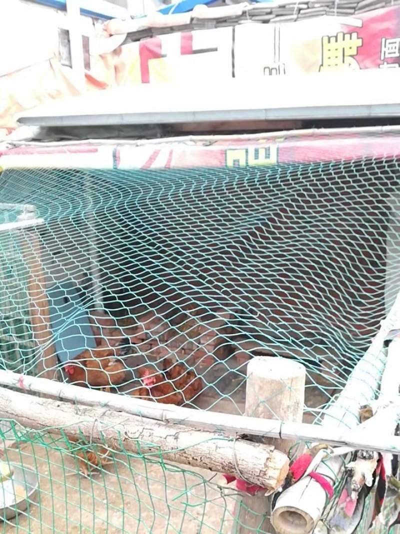 养鸡网养殖菜园围栏网鸭鹅网拦鸡网塑料尼龙山鸡网安全防护网
