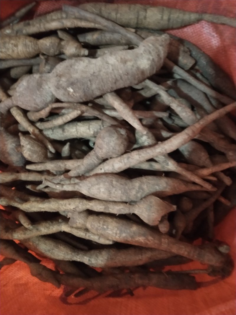 广东省肇庆市小叶野生牛大力